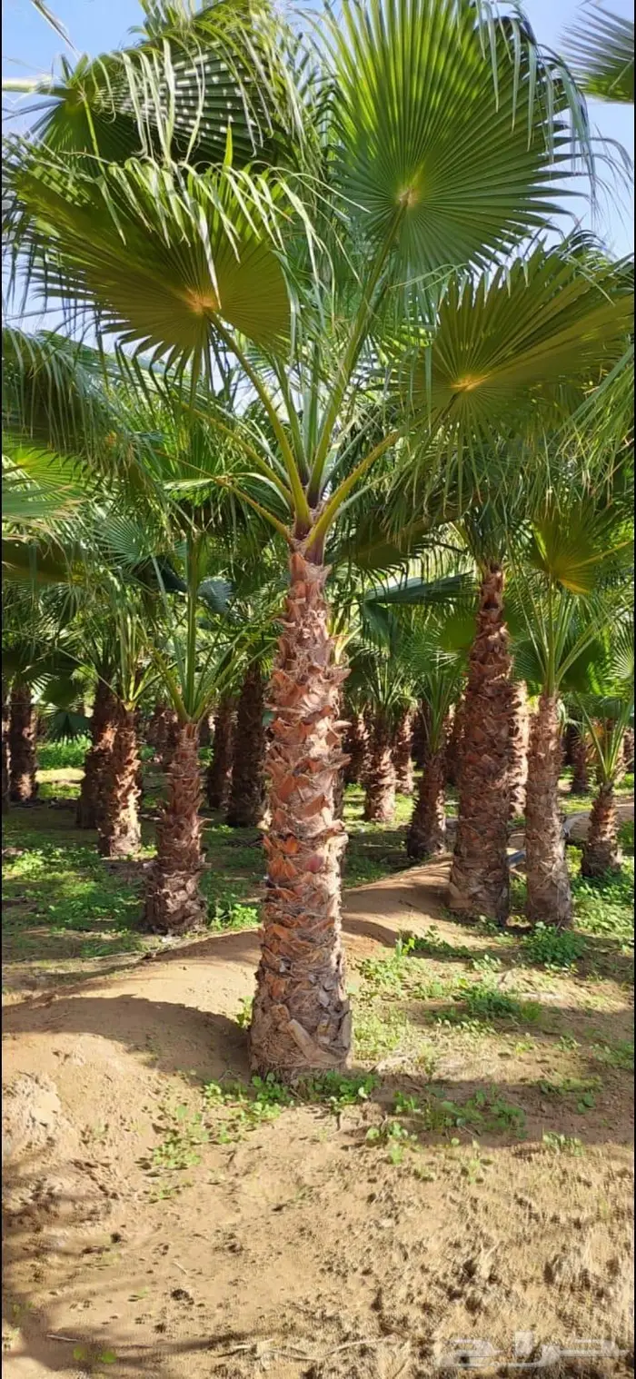 نخل واشنطني زينه 13