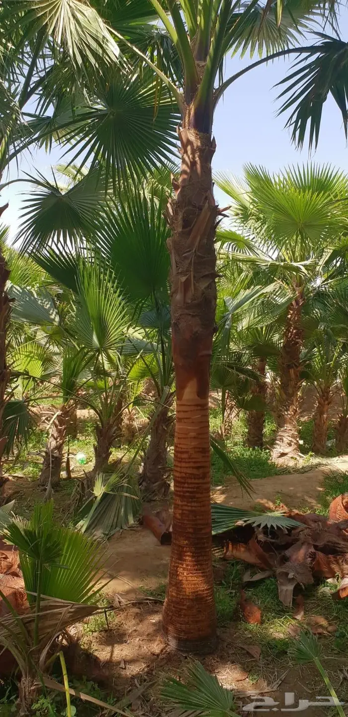 نخل واشنطني زينه 14