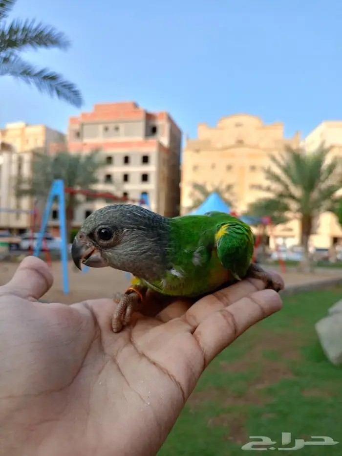 فروخ سنغالي...تم البيع 3