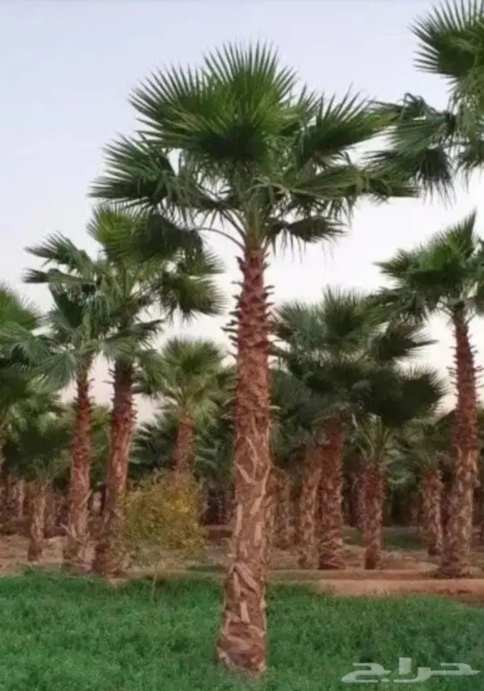 نخل واشنطني زينه 3
