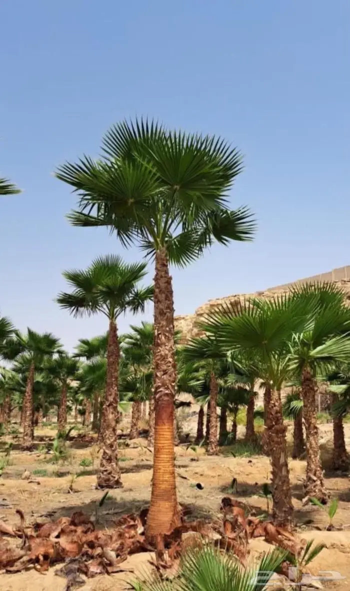 نخل واشنطني زينه 5