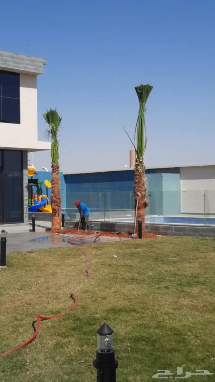 نخل واشنطني زينه 4