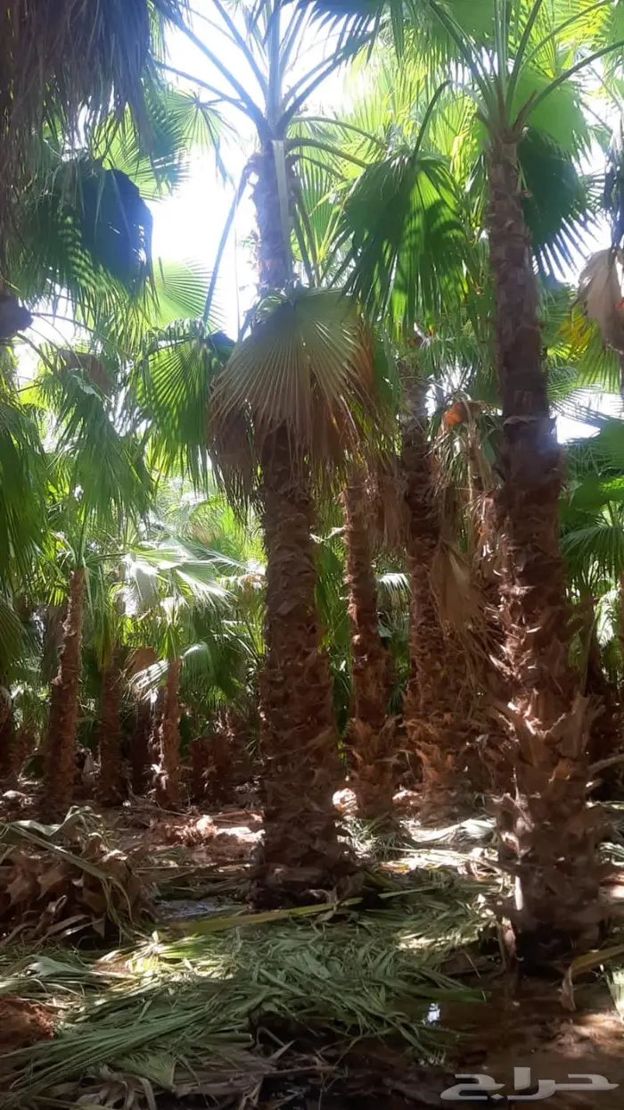 نخل واشنطني زينه 10