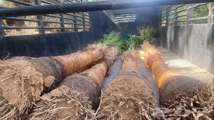 نخل واشنطني زينه 1