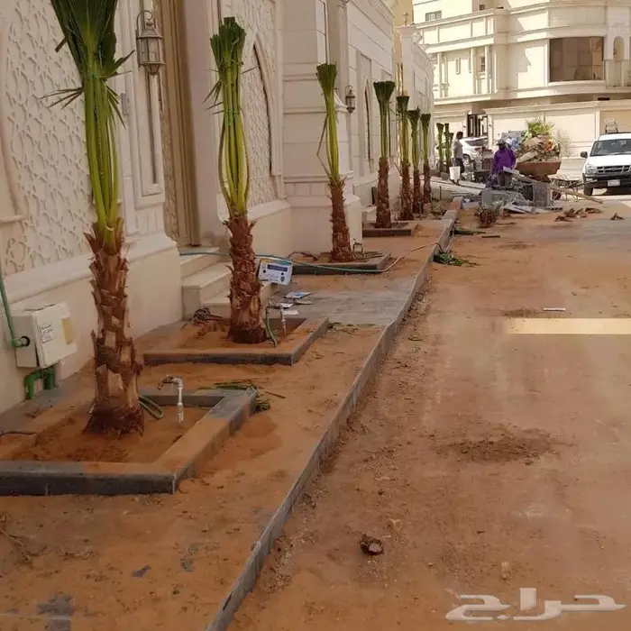 نخل واشنطني زينه 2