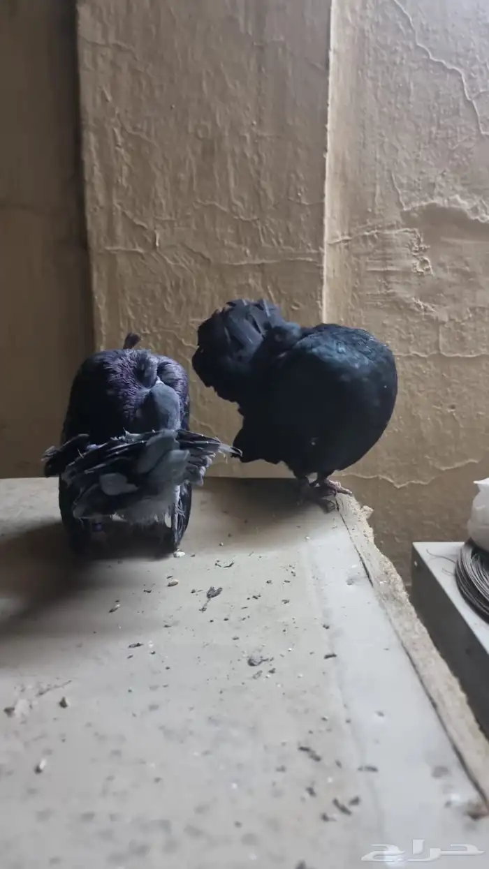 جوز حمام فاخر تم البيع خارج الموقع 1