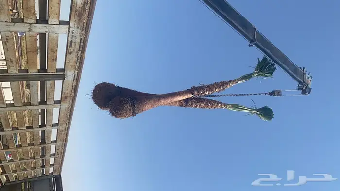 نخل واشنطني زينه 6