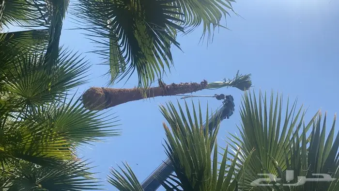 نخل واشنطني زينه 9