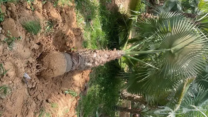 نخل واشنطني زينه 16