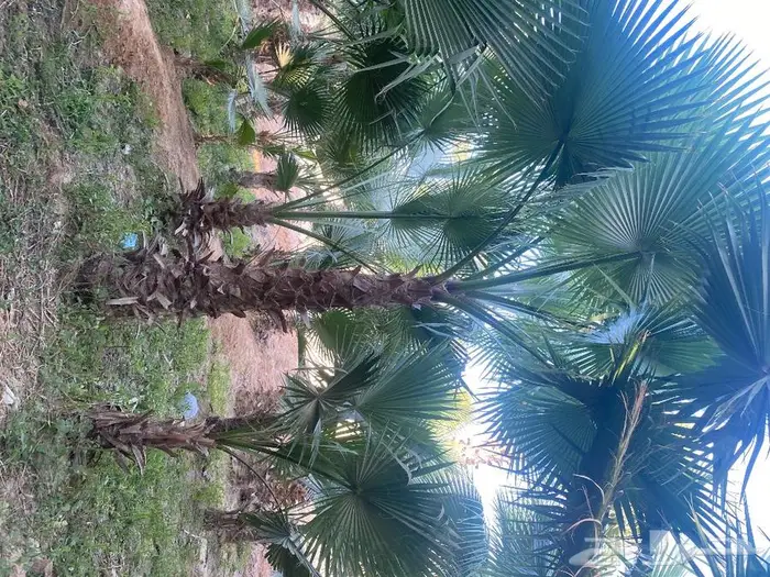 نخل واشنطني زينه 11