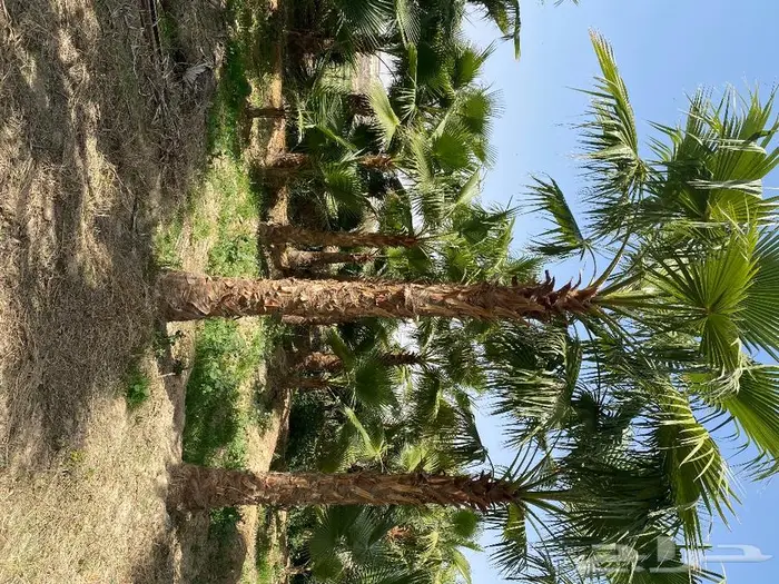 نخل واشنطني زينه 12