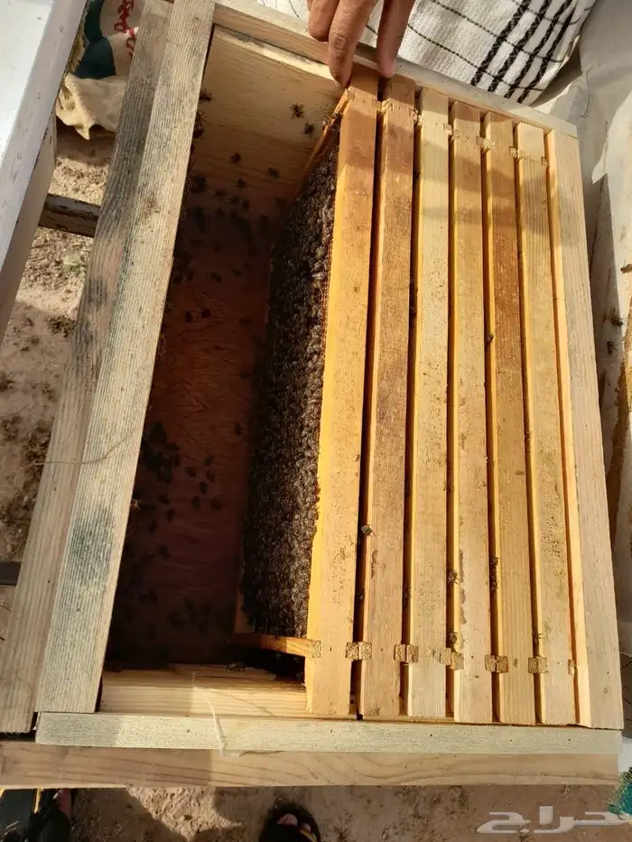 نحل بلدي للبيع 5