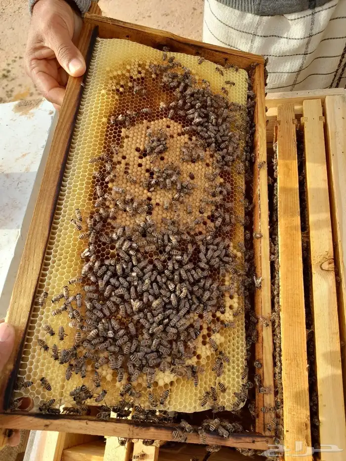 نحل بلدي للبيع 3