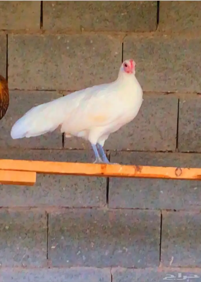 زوج فونكس ابيض تم البيع 1