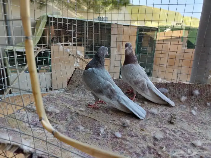 للبيع 3طبات حمام صنعاوي من حمام المربي السحيباني 4