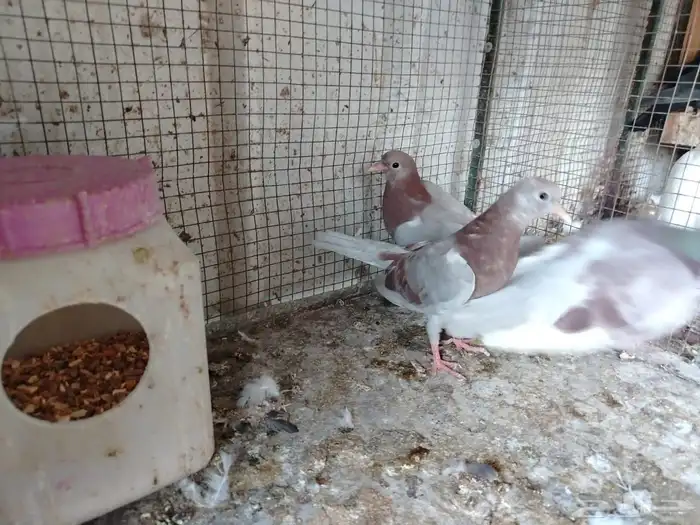 للبيع 3طبات حمام صنعاوي من حمام المربي السحيباني 1