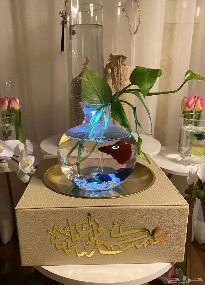 هدايا سمك فايتر 0