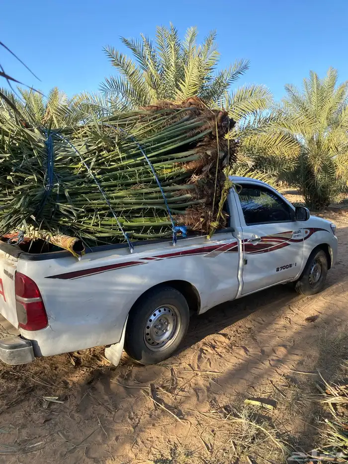 نخل للبيع طالع من القصيم بتجاه الجنوب 7