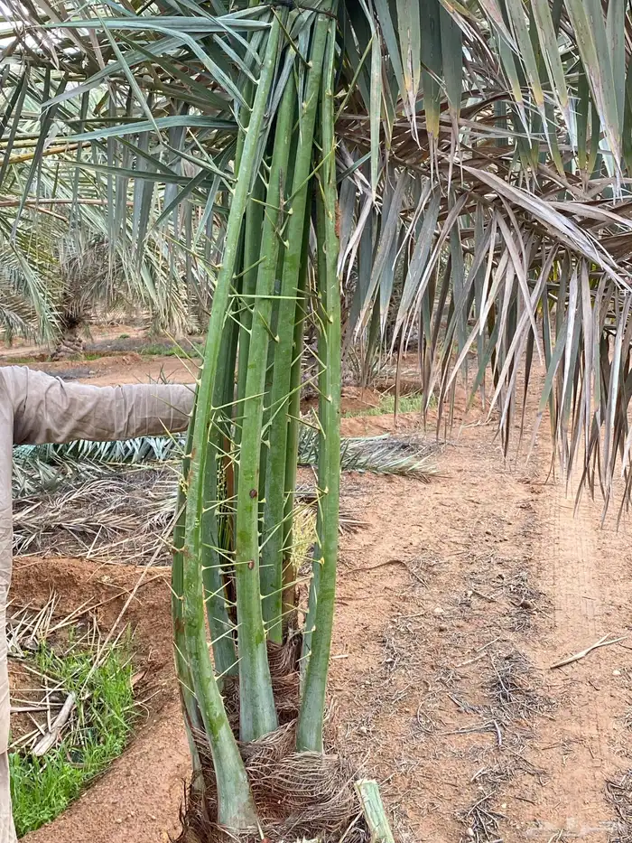 نخل للبيع طالع من القصيم بتجاه الجنوب 4