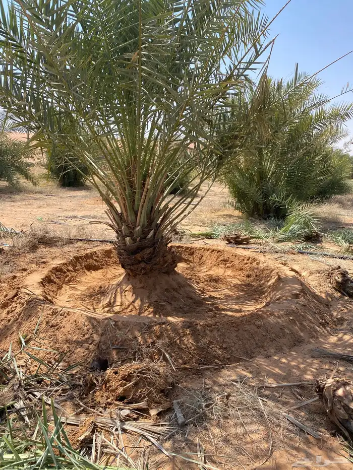 اشراف مزارع الفروثي الحماده الغاط المستوي مليح القصيم 2