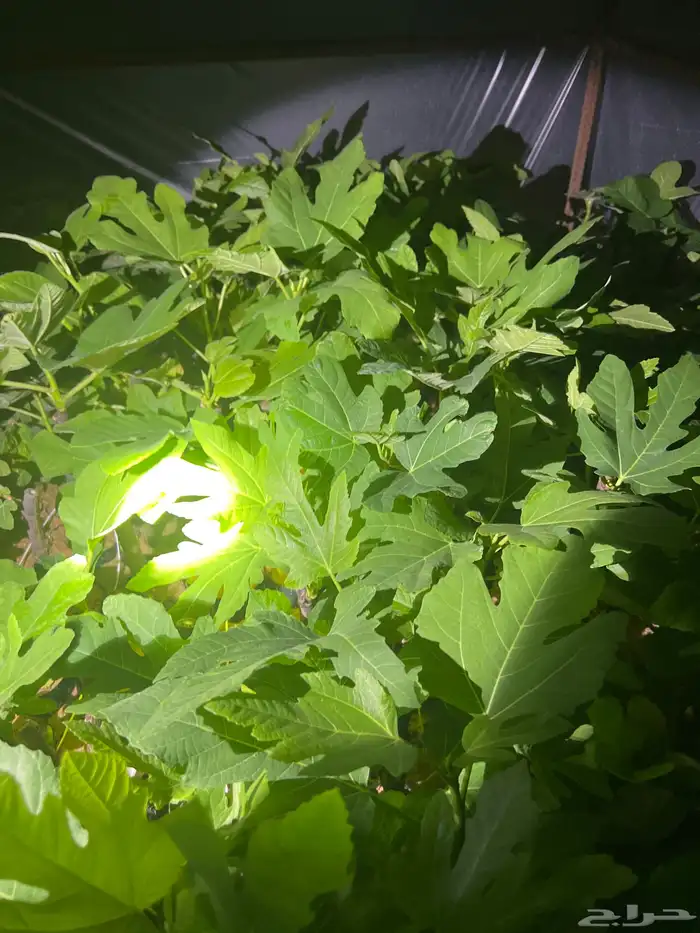 شتلات تين للبيع 1