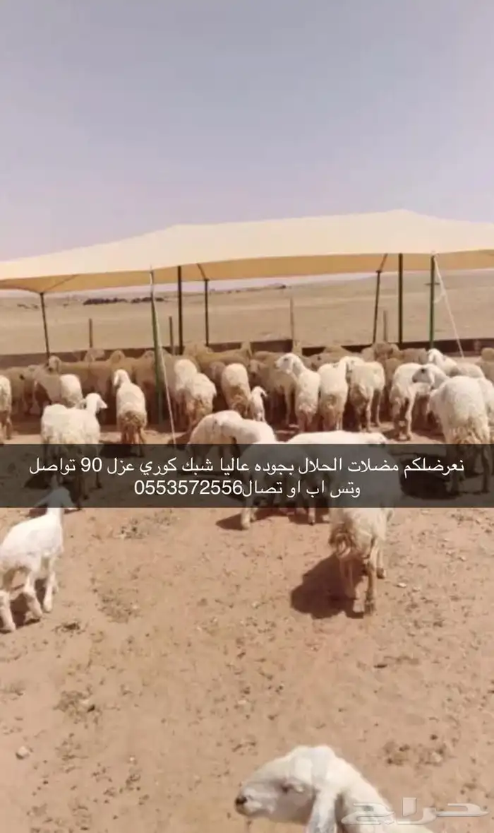 مضلات الحلال جميع المقاسات 26