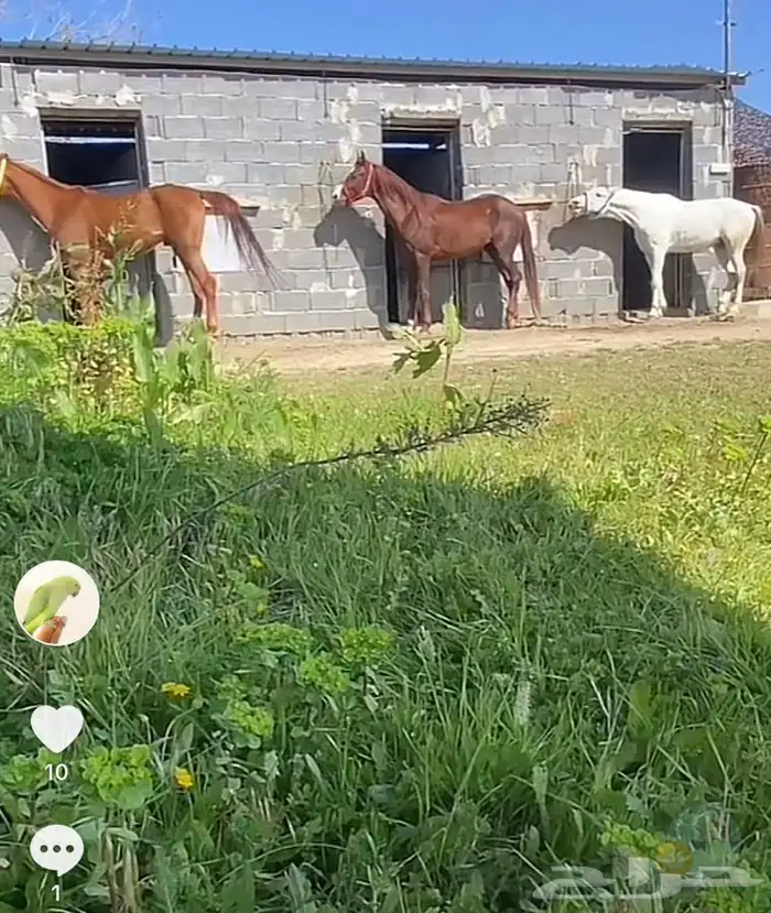 تدريب على ركوب الخيل. 22