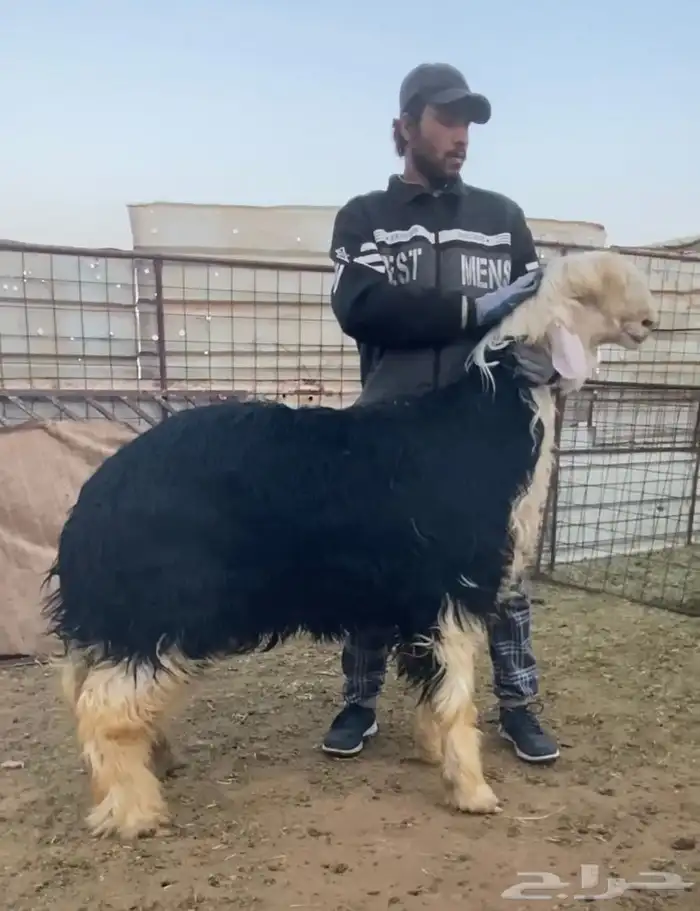 مشروع فحل نجدي 0