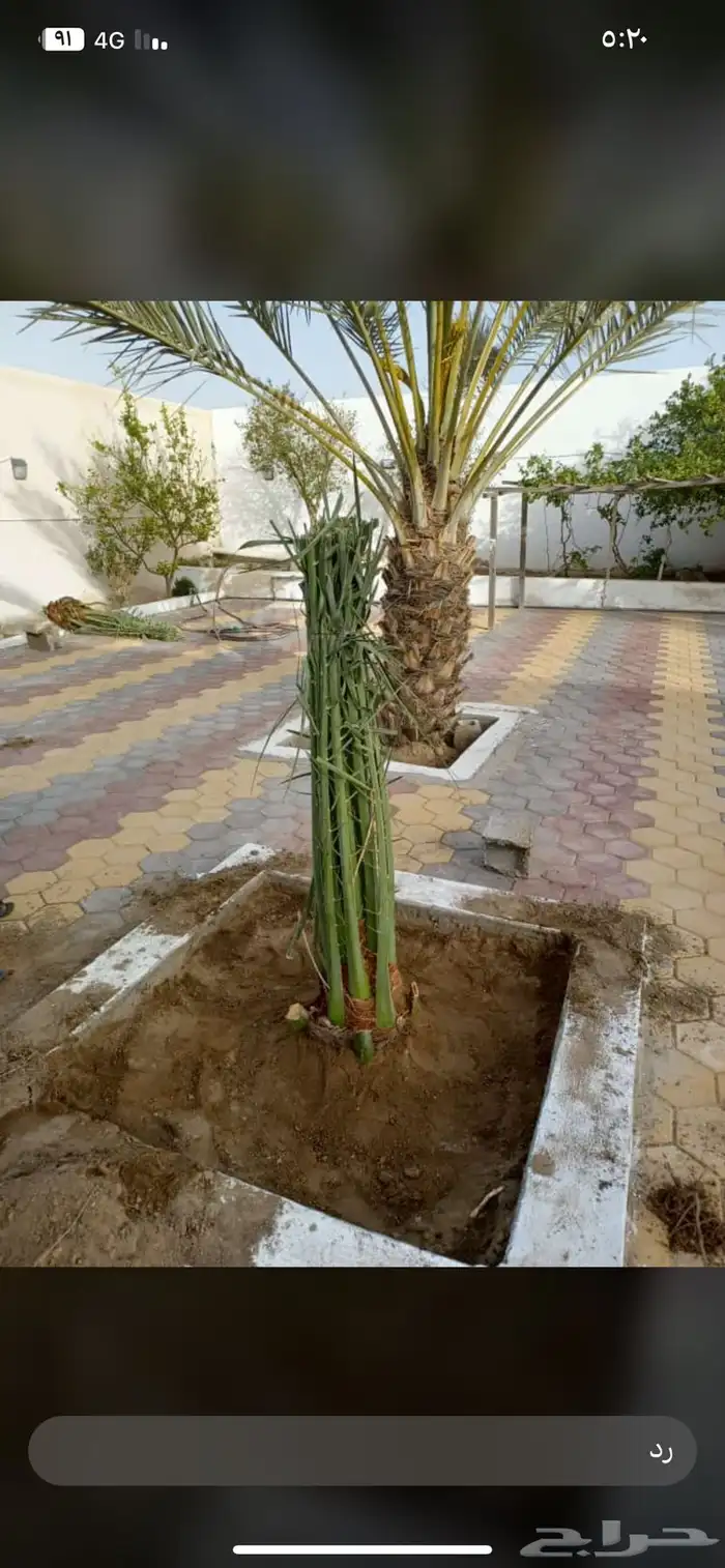 نخل للبيع طالع من القصيم بتجاه الجنوب 0