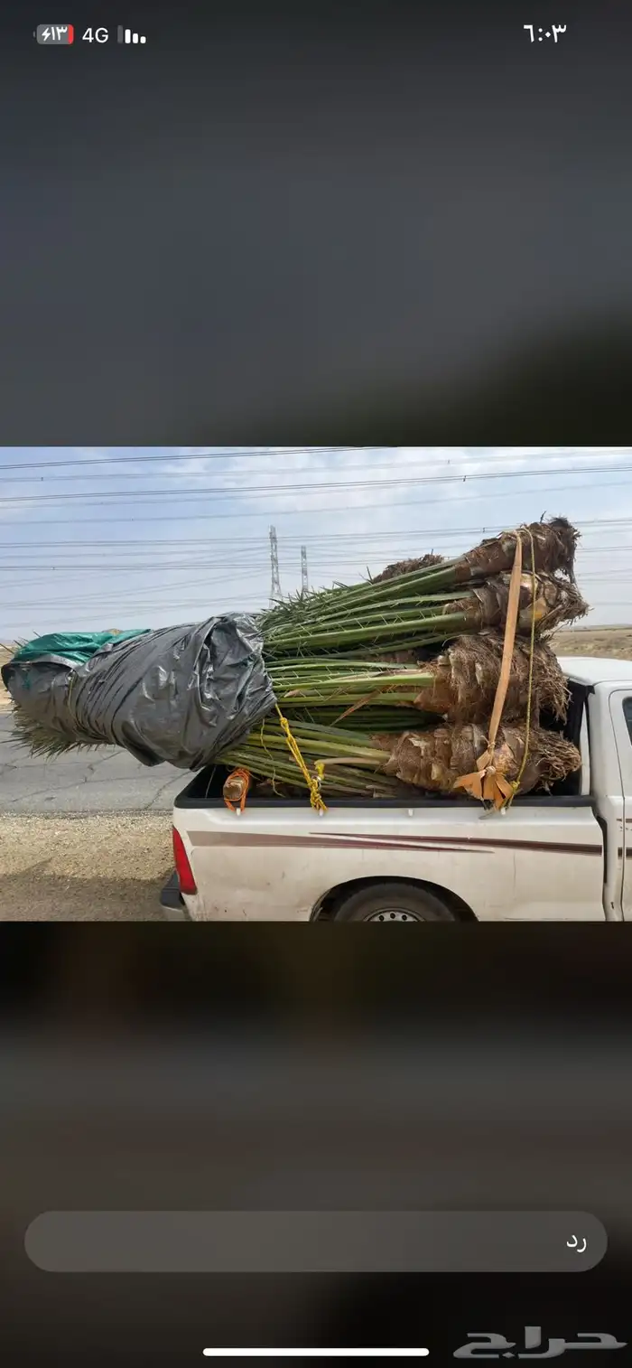نخل للبيع طالع من القصيم بتجاه الجنوب 8