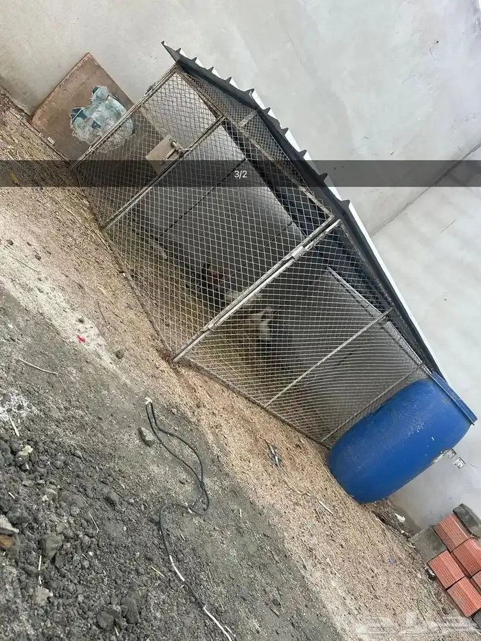 شبوك للبيع 0