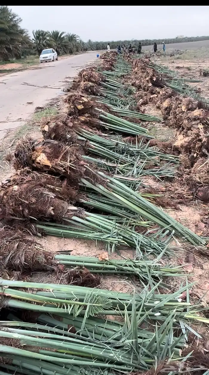 تصدير النخيل الى مصر وجميع دول الخليج 0