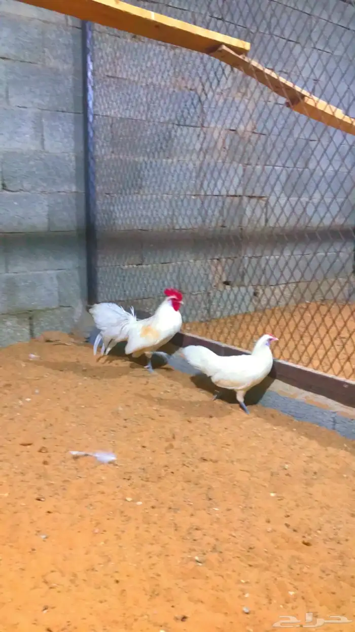 زوج فونكس ابيض تم البيع 4