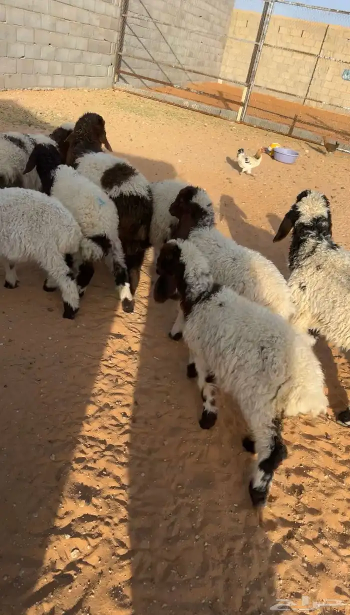 بهم نعيم تضحي ( مبيوعاتتت ) 0
