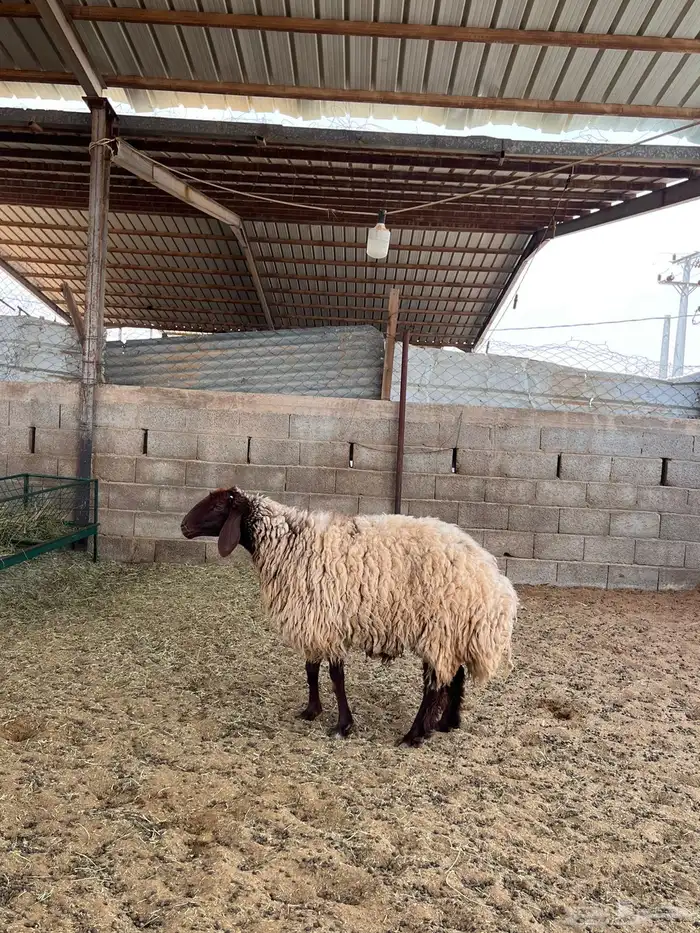 شاه نعيميه 3