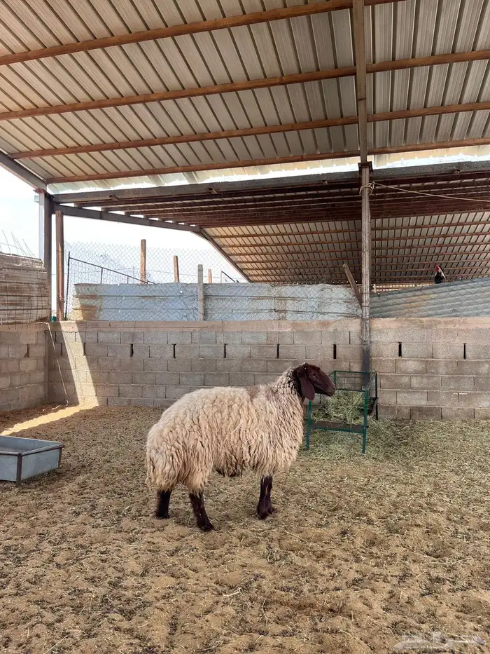 شاه نعيميه 4