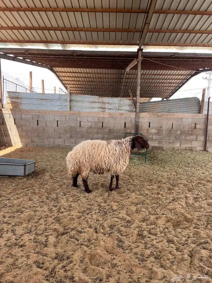 شاه نعيميه 2