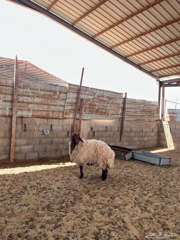 شاه نعيميه 1