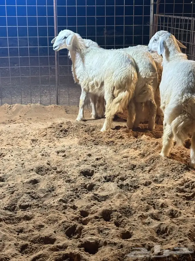 ذبايح للبيع ويوجد جميع الانواع ويوجد خدمة توصيل 16