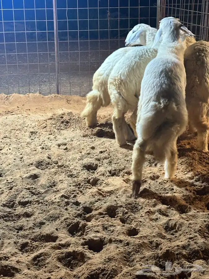 ذبايح للبيع ويوجد جميع الانواع ويوجد خدمة توصيل 17