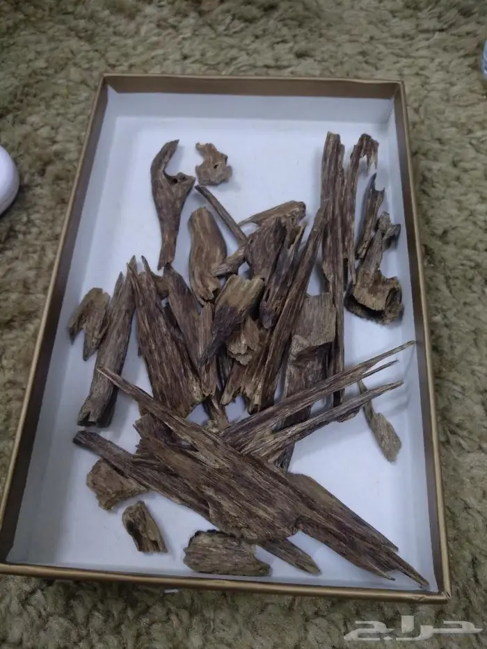 العندليب للعود والعسل 17
