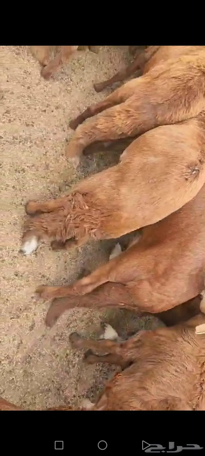 الهفوف طريق الغويبة وسط المزارع جوار مصنع اسماعيل للتمور 8