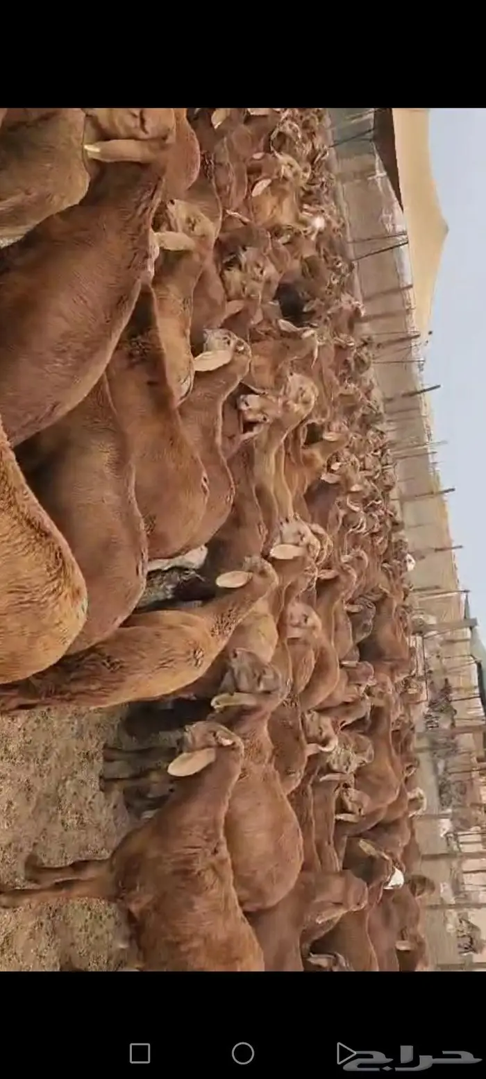 الهفوف طريق الغويبة وسط المزارع جوار مصنع اسماعيل للتمور 10