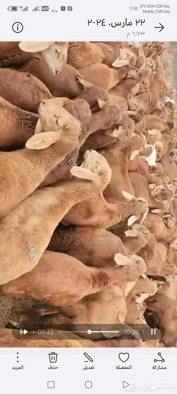 الهفوف طريق الغويبة وسط المزارع جوار مصنع اسماعيل للتمور 13