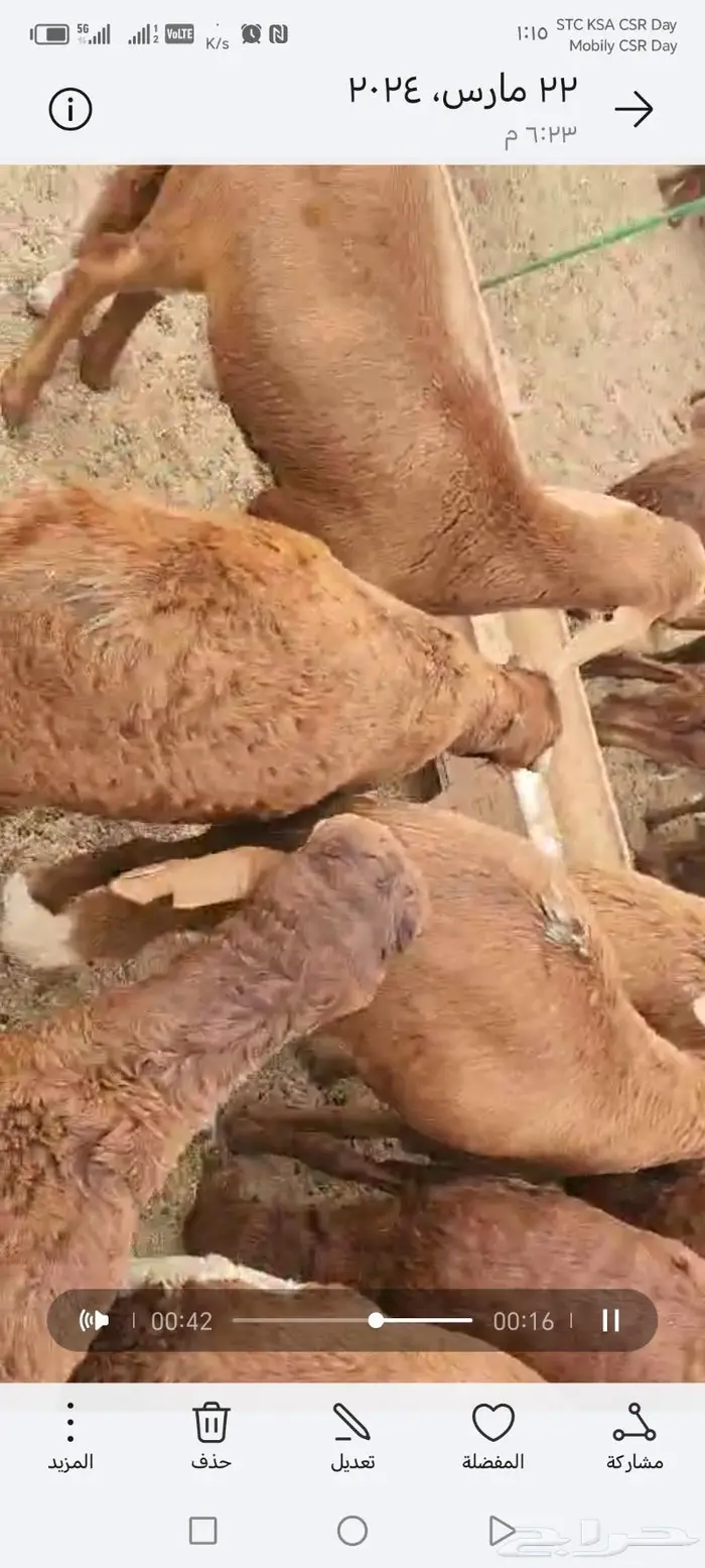 الهفوف طريق الغويبة وسط المزارع جوار مصنع اسماعيل للتمور 14