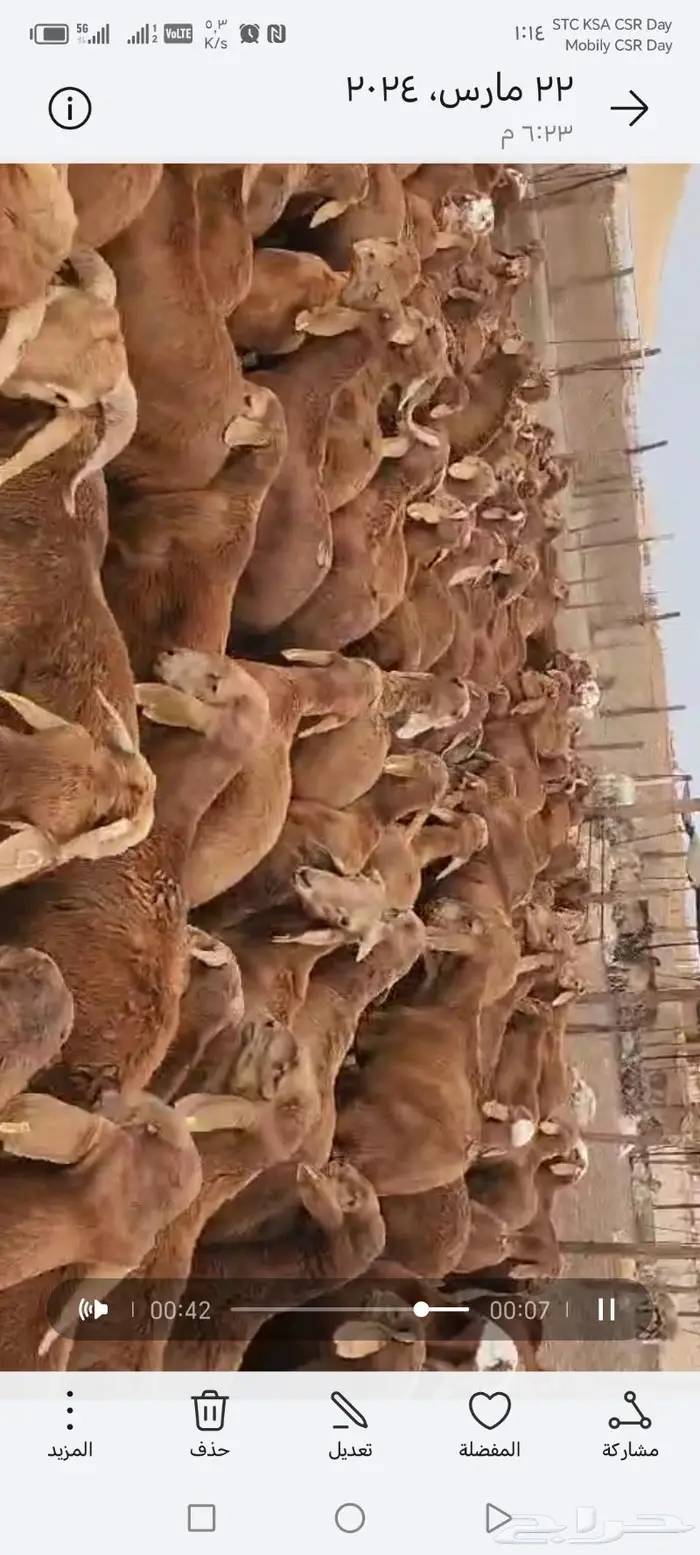 الهفوف طريق الغويبة وسط المزارع جوار مصنع اسماعيل للتمور 17