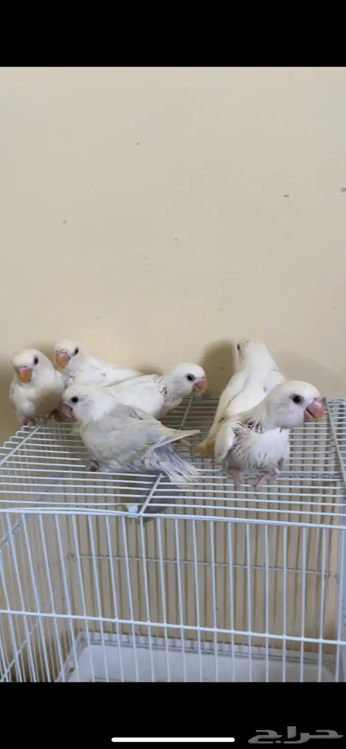 فروخ روز البينو عيون حمر اسعار منافسه اقل سعر 0