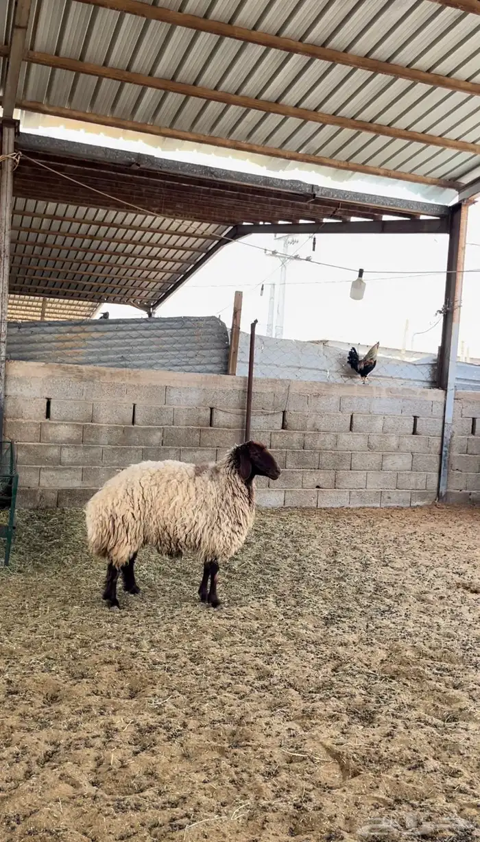 شاه نعيميه 0