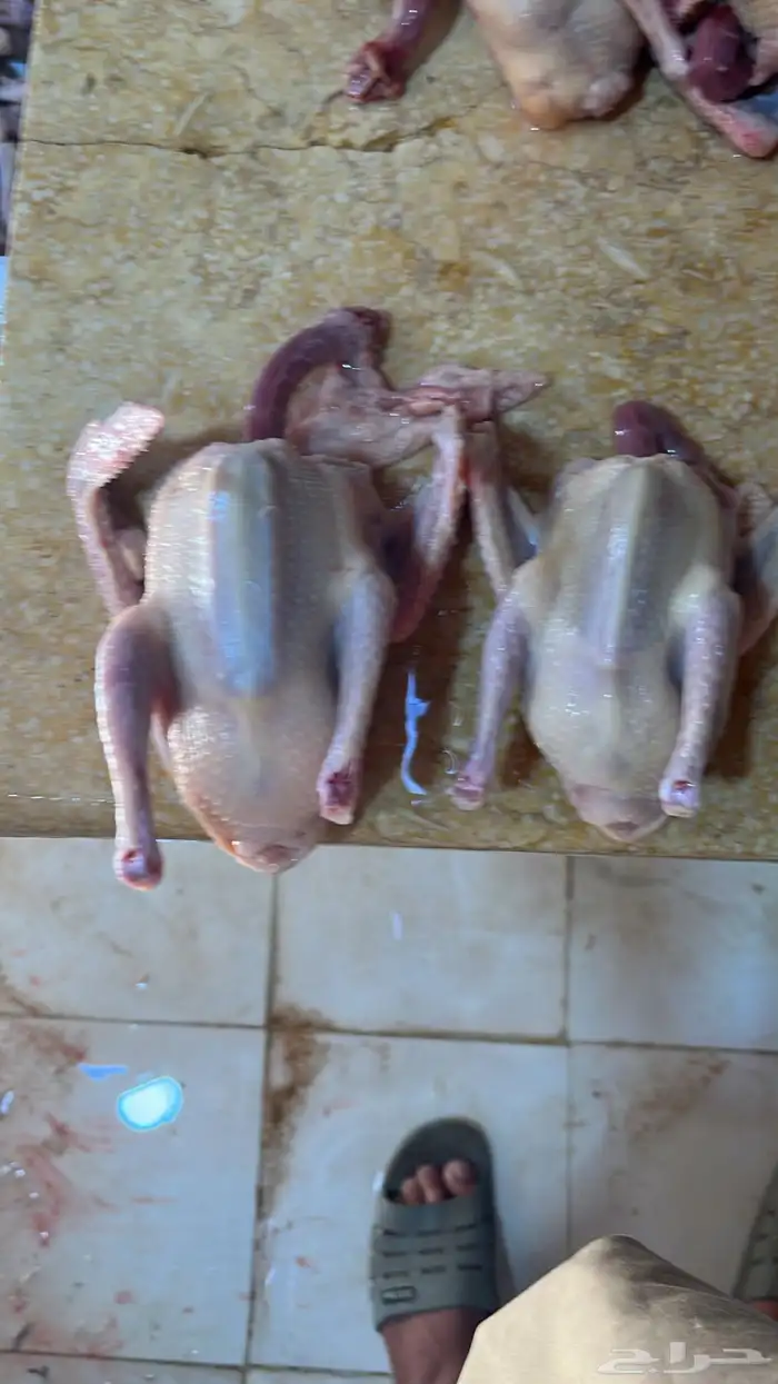 زغليل فرنسي 2