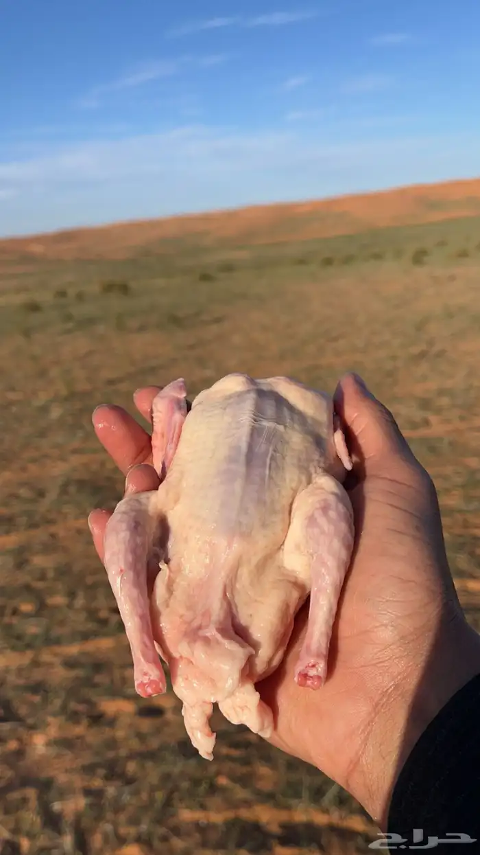 زغليل فرنسي 3